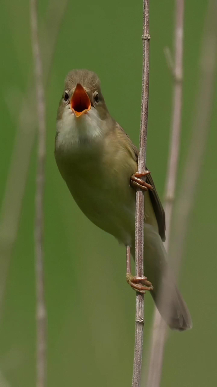水蒲苇莺的叫声音