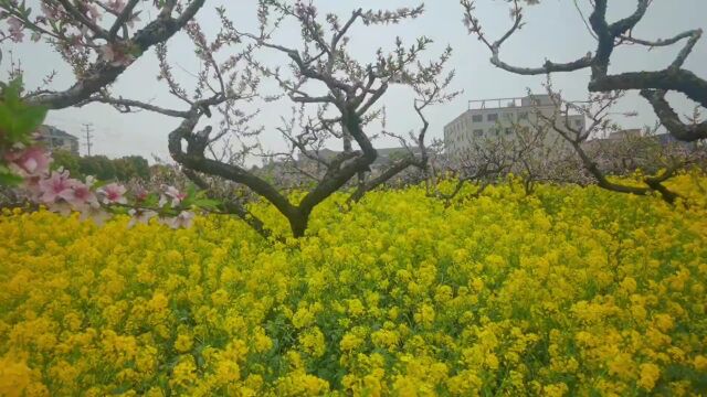 云海:无题、游摩天岭磐龙寺