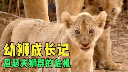 幼狮子成长记：一部史诗级狮子纪录片！