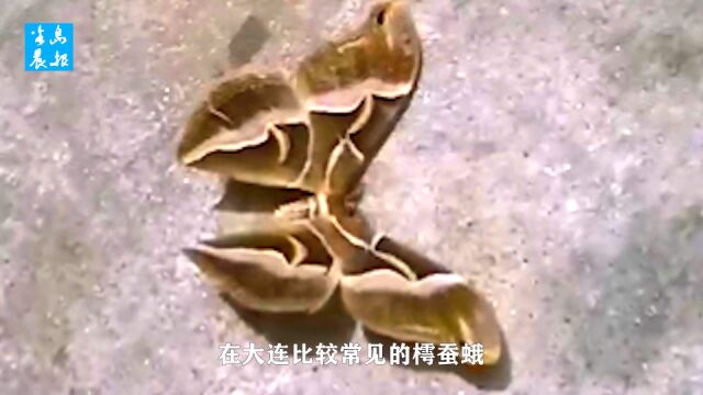 是不是啥珍稀物种?大连市民楼道内发现婴儿拳头大小漂亮蛾子