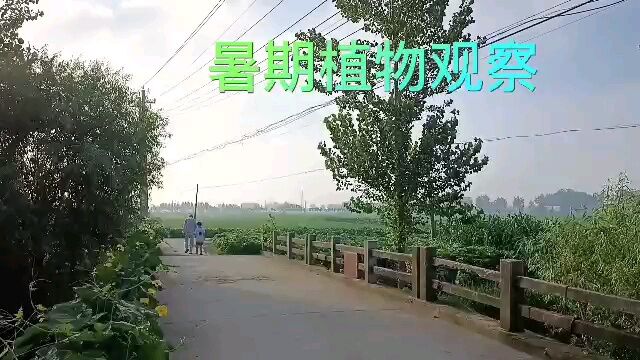 深圳市宝安区黄田小学学生暑假植物观察介绍