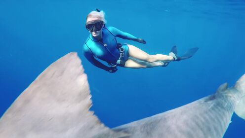 在4K中与虎鲨自由潜水