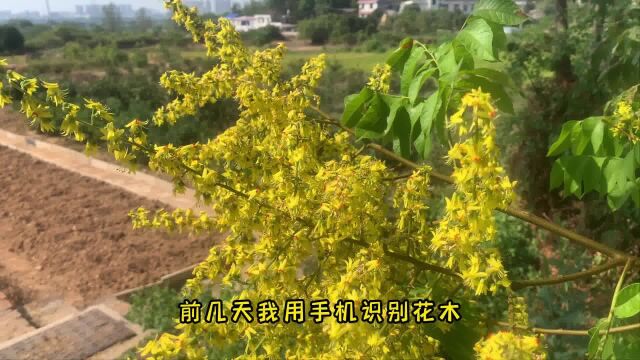 韶山路边秋天开花的树,很适合李清照的一首词