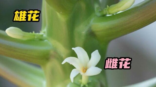 雌花雄花你了解吗?