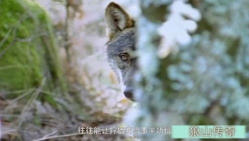 这是我看过最好的狼纪录片：狼为什么被人类敬畏？因为它最像人！