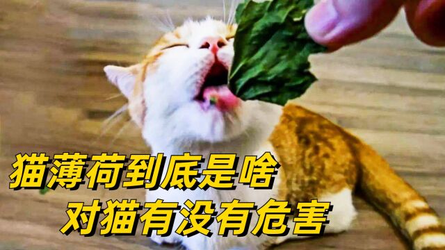 猫这么上头的猫薄荷,对老虎管用吗?到底对猫有没有危害?