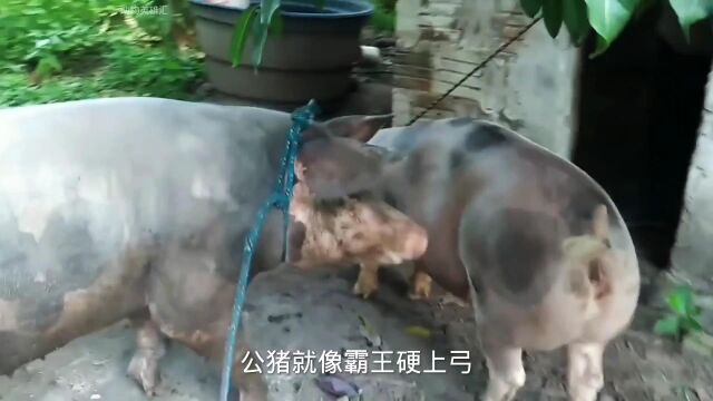 公猪强行配种,母猪不同意,没想到公猪竟然想霸王硬上弓