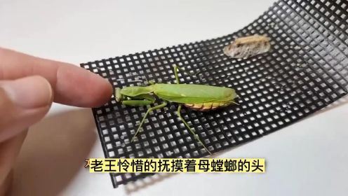 小螳螂成长日记，老王捡到一只母螳螂，给他生了五只螳螂宝宝！