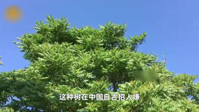 臭椿入侵美国,每年花费上亿,为啥在中国这么低调?