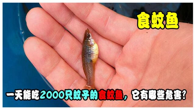 一天能吃2000只蚊子的食蚊鱼,为何上了黑名单?它有哪些危害?