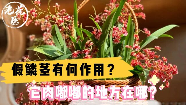 假鳞茎有何作用?它肉嘟嘟的地方在哪?文心兰养护教学!