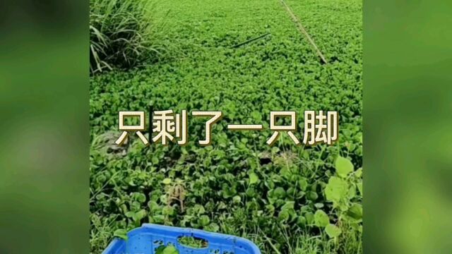 国庆节本来是举国欢庆的日子,谁承想,田地里的大妈,,,,