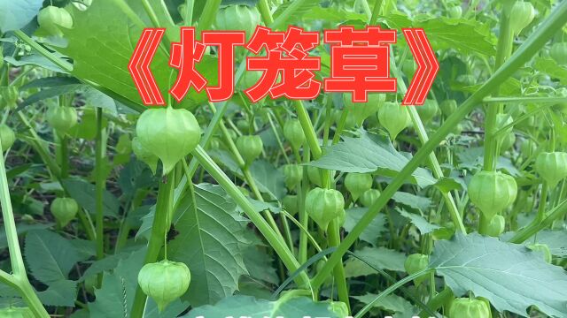 苦蘵在民间也叫“灯笼草“,是一种对人特别有用的植物.