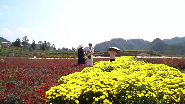 野洞河镇百亩多彩“花海”吸引游客感受秋日美景