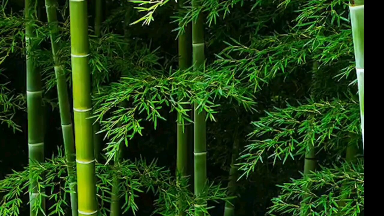 我今天介绍一下植物竹子,竹子是如何生存及成长的_高清1080P在线观看平台_腾讯视频