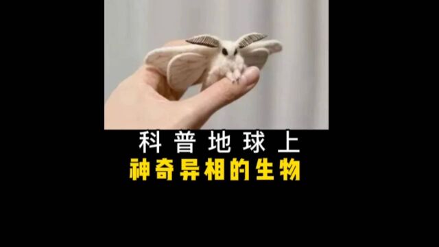 科普地球上神奇异相的生物