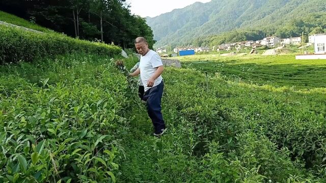 端午节拔艾蒿是我们的传统习俗,过去人们拿它驱蚊,效果杠杠的.