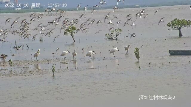 黑脸琵鹭回来了!深圳即将迎来候鸟迁徙高峰