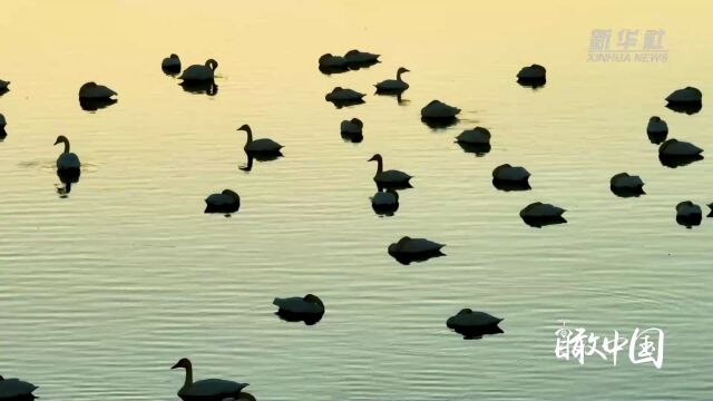 瞰中国|内蒙古:锡林浩特秋意浓