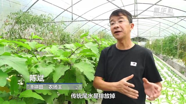 陈斌鱼菜共生图片