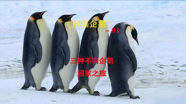 企鹅间谍01:三种企鹅的回家之旅「纪录片」