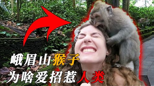 去了一次峨眉山，挨了猴子两个大耳光，为何游客们不敢还手呢？