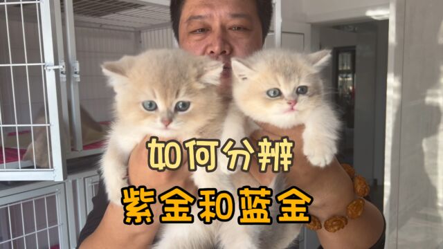 紫金渐层猫和蓝金渐层猫如何分辨?