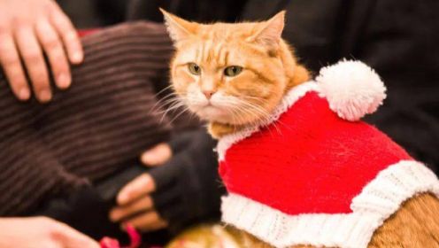 《流浪猫鲍勃2：鲍勃的礼物》一只流浪的橘猫拯救自己的人生