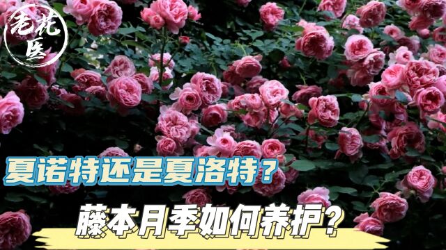 老花医开箱评测,夏诺特还是夏洛特?藤本月季如何养护?