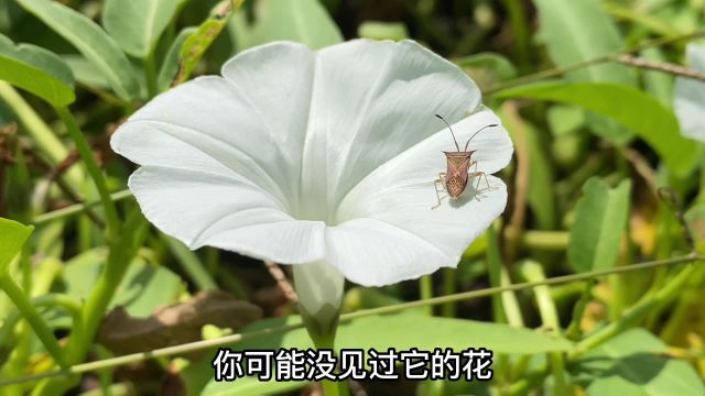 蕹菜也叫空心菜,想不到它也是一种中药材,一起看看