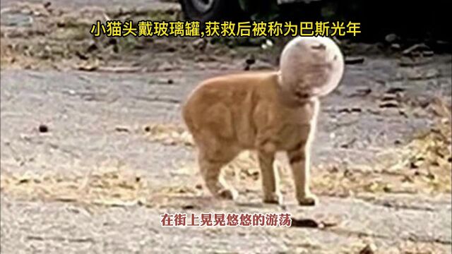 小猫头戴玻璃罐获救后被称为巴斯光年