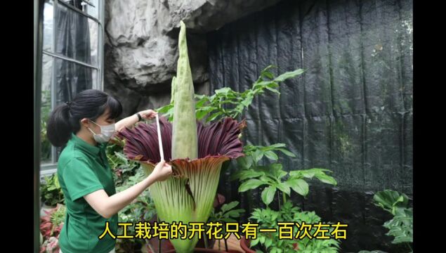 视频 | 极难开花的巨魔芋竞相开放还结果了?来国家植物园目睹传说中的“食人花”