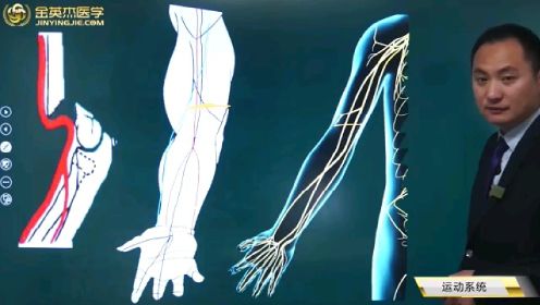 金英杰-临床执业助理医师-肱骨髁上骨折的解剖