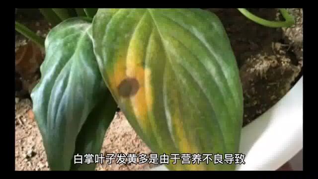 盆栽植物叶子发黄怎么办