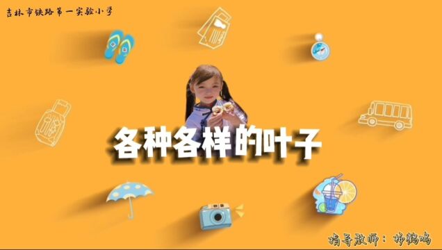 手工科学教具——《各种各样的叶子》