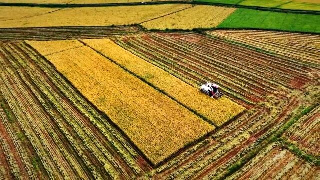 “粤西粮仓”湛江雷州东西洋晚稻正秋收,收割基本实现机械化