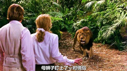 情侣在森林约会遇到了狮子