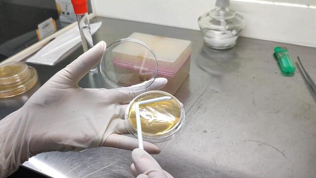 接触皿涂布接种操作介绍