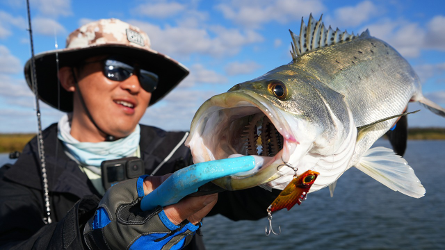 蓝旗鱼路亚 | 围河海鲈秋日私教,美得不像话!