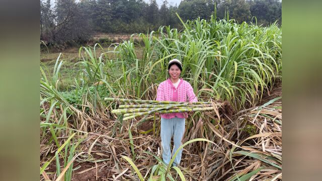 农村甘蔗丰收了,小秀掰了10多斤绿皮甘蔗,想吃的赶紧来!