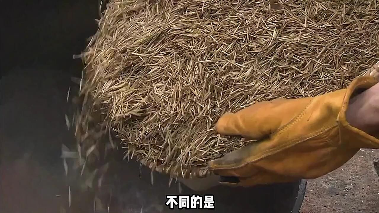 菰米是如何生长并加工的吗?#菰米#野生菰米#特级菰米_高清1080P在线观看平台_腾讯视频
