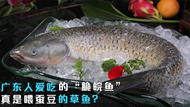 广东人爱吃的“脆皖鱼”,到底怎么养出来的?真是喂蚕豆的草鱼?