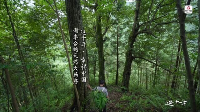 苍山古木间 正是“神医”谢本合的天然大药房