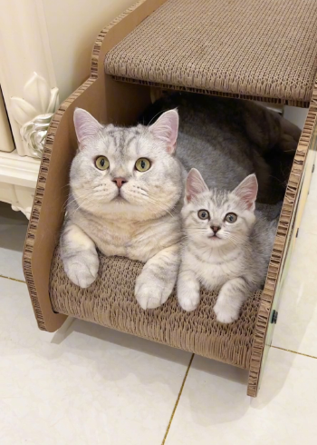 当我捡到一只雪饼同款小猫咪… 这也太像了吧!