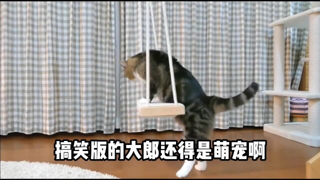 这是全网最配合的大朗了 海带丝萌猫本色出演