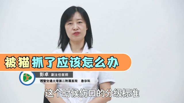 急诊小知识:被家里猫抓了,应该如何正确处理?