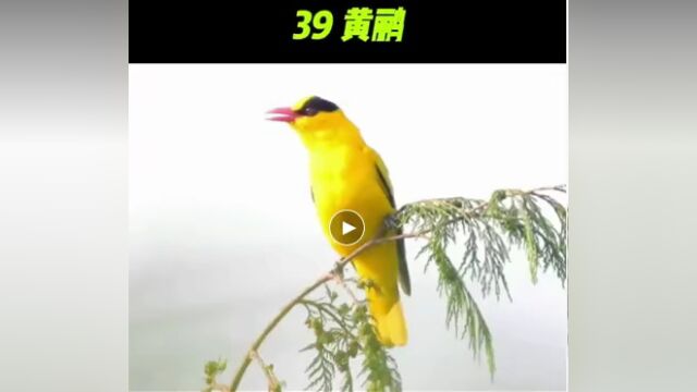 55种鸟叫,真好听!这下长见识了!