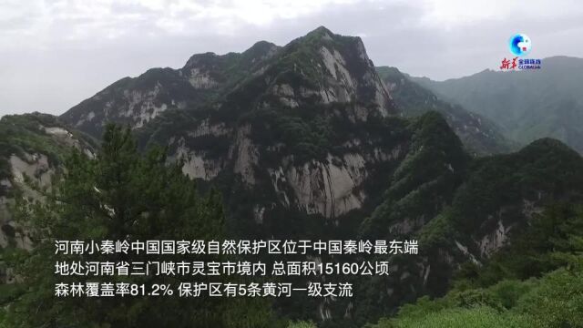 全球连线|小秦岭重回动植物宜居之地