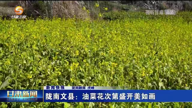 陇南文县: 油菜花次第盛开美如画