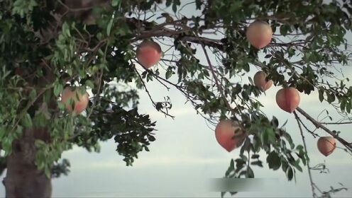 《梅山收七怪》2/3，天空坠落七颗仙桃，被动物吃掉后幻化成精#电影 #影视解说 #经典港片